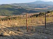 exclusive estate with vineyards
