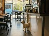 bondi café + airbnb