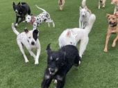top rated dog care