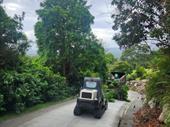 established tree business gold