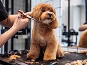 thriving luxury mobile dog