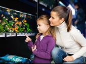 amazing aquarium business the