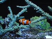 exotic fish pet store