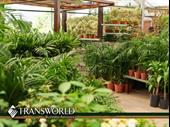 craft grower cannabis license
