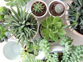 landscape garden supplies for