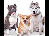 established pet grooming boarding