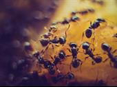 pest control business launceston