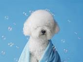spacious fully-booked dog grooming