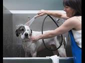 pet grooming doggy daycare