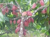 cacao farm teak plantation