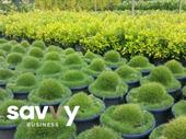wholesale nursery for sale