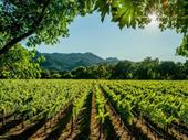 iconic marlborough winery vineyards