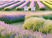 highly profitable agritourism under