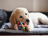 new price profitable pet