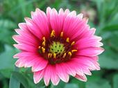 25+ year floral company