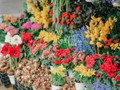 established florist gift shop