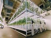 fully approved cannabis vertical