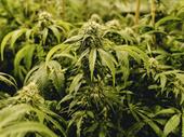 vertically-licensed ny cannabis co