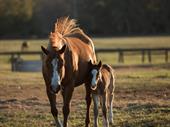 20 acre loxahatchee nursery