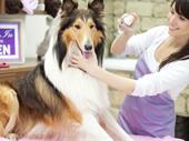 pet grooming business 71k