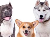 well-established pet care business