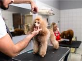180 5-star reviews pet