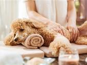 high-end pet grooming 375k