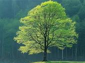profitable tree service