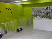 dog grooming photography boutique