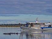 boat cruise business for