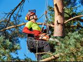 grow your arborist operation