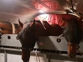 specialist race horse air