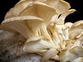 coming soon indoor mushroom