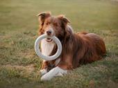 established business growing pet
