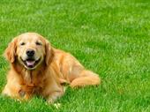 established organic lawn care