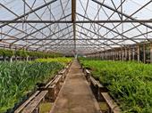 plant rental business