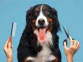 dog groomer boarding kitsap