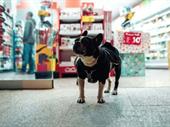 thriving established pet care