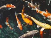 unique agricultural opportunity koi