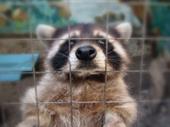 wildlife pest control franchise