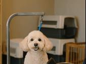 established pet grooming salon