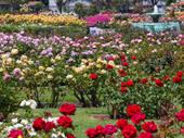 garden ctr nursery real