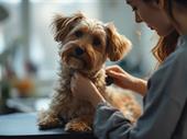 upscale dog grooming business