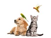 dog grooming pet supplies
