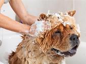 move dog grooming spa