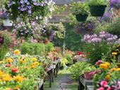retail wholesale nursery business