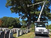 tree landscape service