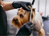 thriving dog grooming business