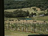 award-winning two figs winery