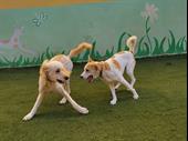 doggie daycare boarding lax